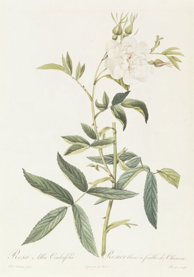 Rosa Alba Cimbaefolia da Pierre Joseph Redouté